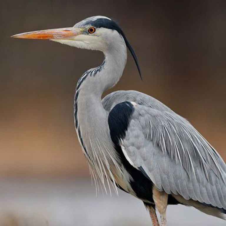 Bird & Wildlife Cruise Image